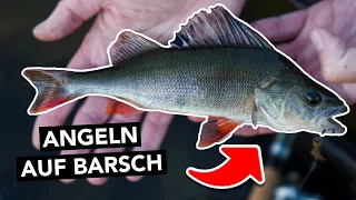 Barschangeln für Einsteiger: Mit diesen Ködern fängt JEDER! 🎣