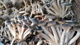 Armillaire couleur de miel Champignons รอบที่60เห็ดขอนสนนํ้าผึ้งป๊าดๆโผ่ลขึ้นมา​หลาย​ 20.10.22