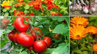 Be sure to plant these plants next to tomatoes as protection against pests and diseases
