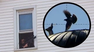 Shooting Pigeons from the Bathroom Window