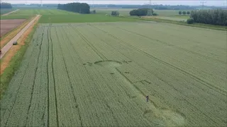 2018-06-08 :  Eerste graancirkel van 2018 gevonden in Hoeven