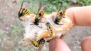 YELLOWJACKETS COLLECTING PROTEIN!!! [WASP-CAM]