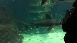 Shark Tunnel in the Shark Realm at Adventure Aquarium in Camden, NJ