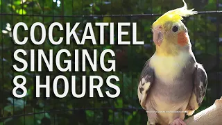 Pied Cockatiel Singing Sounds (Tono), Cockatiel Calls - Natural Song