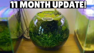 Jungle Style Planted Fish Bowl - 11 Month Update!