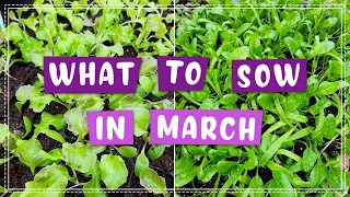 What Seeds To Start In March?!