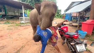 ช้างโมโห‼️#supansa โกรธ‼️กระชาก‼️พ่อ…ลงจากรถ😲หวงจัด!!!#yearofyou