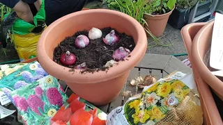 Planting pots with spring flowers bulbs # 1