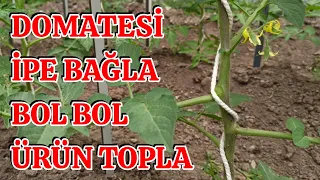 Buda, İpe Al, Bol Bol Domates Topla