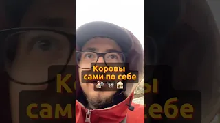 🐄 А бывают коровы-поводыри? #корова #деревня #лошади #грузия #georgia #сванетия #местия #горы #юмор