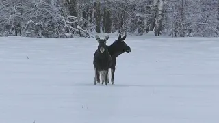 Охота, лучшее за сезон. Лось, кабан, медведь. Встреча в лесу.