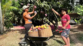 Aproveitando o tempo da Manga para fazer as melhores receitas da fruta