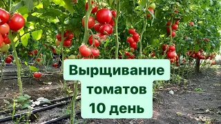 Выращивание томатов Роял Пинк,Ахла, Гранд Розе, Малиновый кит