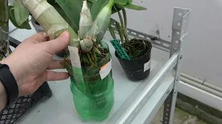 Catasetum . Секрет выращивания