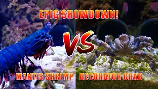 Mantis Shrimp VS Decorator crab - Live Feeding