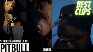 Chance 2019|dog movie|best clips|dog fight|pitbull|must watch