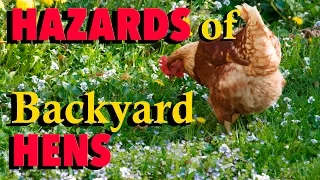 The Hazards of Backyard Hens