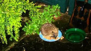 Sound of Hedgehog Snuffling In Garden Undergrowth
