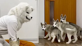 Husky Puppies VS a Giant Werewolf! Wolf Mask Prank