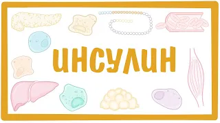 ИНСУЛИН — строение, свойства, функции