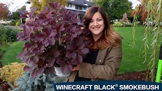 Planting a Winecraft Black Smokebush! 😍🌿👍 // Garden Answer