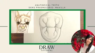 Dental - Draw anatomic tooth  - First Praemolar Maxilla - Upper Jaw [Tutorial]