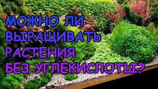 МОЖНО ЛИ ВЫРАЩИВАТЬ РАСТЕНИЯ БЕЗ УГЛЕКИСЛОТЫ?