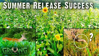 Summer Release Food Plot Blend Success (643)