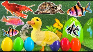 Colorful surprise eggs, crayfish, snake, cichlid, betta fish, turtle, butterfly fish, angelfish