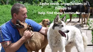 Sasha's shelter needs help from European adoption organisations!