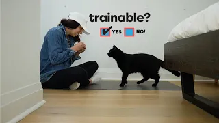 Is your cat trainable? Five tests to find out.