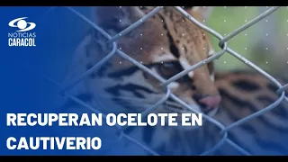 Rescatan a ocelote que estaba enjaulada y exhibido en una casa campestre en Pereira