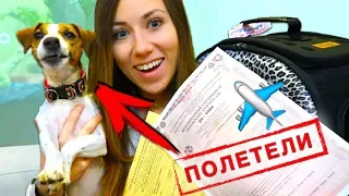 СОБАКА В САМОЛЕТЕ КАК ЛЕТАТЬ C ПИТОМЦЕМ | Elli Di Pets