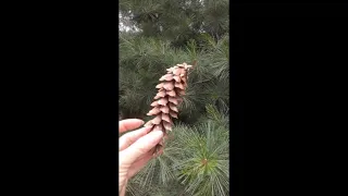Проращиваем семена сосны Веймутова Pinus strobus от NVK.Weymouth pine Pinus strobus.