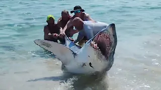 "That's a great white!" - Massive Shark Pulled Back into Water