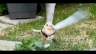 zahme Weiße Amsel kommt täglich zu Besuch im Hausgarten Stuttgart Ditzingen