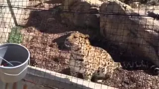 Amur Leopard Close Encounter at the St Louis Zoo