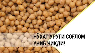 ЧИГИТ ва НЎХАТ уруғларини дорилаш