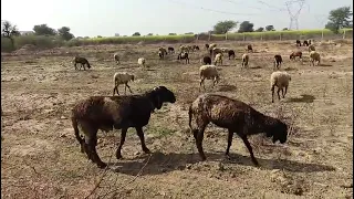 Donkey is meeting see.like and subscribe channel #viral #donkeymating #animal #donkey #horse