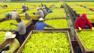 California Farmers Harvest At 25.3 Million Acres Of Farmland This Way - Farming Documentary