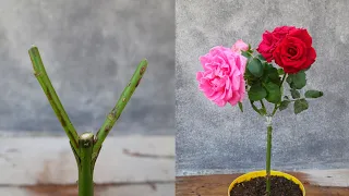 Rose Grafting easy method | How to graft different roses in one plant