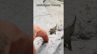 Mudskipper Training #shorts