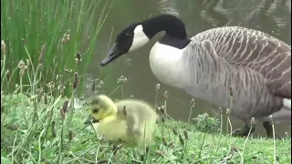 Leeds and liverpool canal 24th may 2024