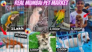 Mumbai Cheap Pet 🐕 Market 2023 | Exotic Bird 😱Macaw, Cockatoo, Red Iguana || Starting Price 199😲