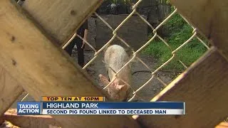 Second pig found