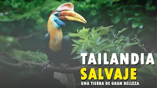 TAILANDIA SALVAJE 2, Animales Salvajes, Documentales de Animales - 2020