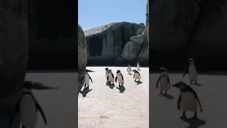 Random Videos : Animals - Penguins