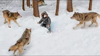 Стая голодных волков окружила мальчика, то что было дальше, не передать словами
