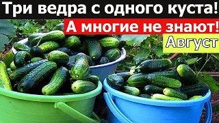 Секрет для Огурцов. Огурцы плодоносят до холодов.  Чем подкормить огурцы в конце августа.