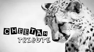 Cheetah Tribute | nature's beauty